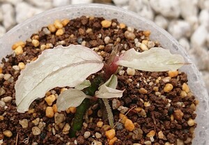 Bucephalandra sp.”Pink variegata” 水上葉 ブセファランドラ ピンクバリエガータ 成長点３つあり ブセファランドラ Bucephaladre 