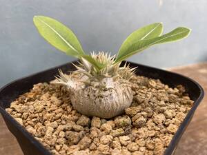 2.パキポディウム エニグマチカム Pachypodium enigmaticum 即日発送！