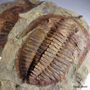 ●●●化石 三葉虫●●●BIGサイズ! Cambropallas telesto ネガポジ標本!!●