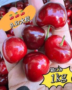 超大粒　アメリカンチェリー箱こみ1kg 9.5row ビング種　父の日　中元　桜桃　ポスト投函　