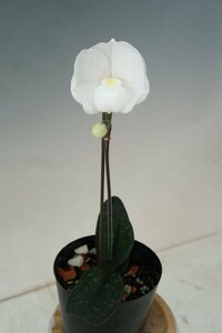 洋蘭 原種 パフィオ TA11208 Paph. niveum x sib (