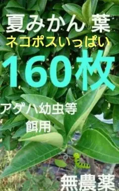 【SALE】夏みかんの葉 160枚 葉 アゲハ 虫 餌 みかん 葉