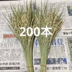 稲穂　2番穂　実入あり　ドライフラワー　約200本　しめ縄等　花材