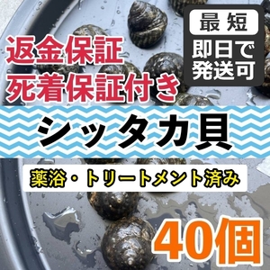 【40個＋α】シッタカ貝　兵庫県産　海水　コケ取り貝　コケトリ貝