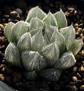 ハオルチア　Haworthia cooperi var.venusta GM292