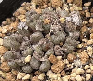 コノフィツム　Conophytum minusculum ssp.leipoldtii ES Lisbalk　③