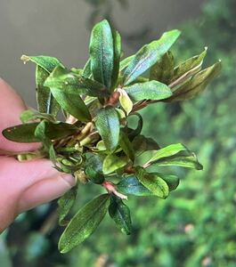 Bucephalandra sp.”kualakuayan Type1”5株 水中葉　ブセファランドラ クアラクアヤン1