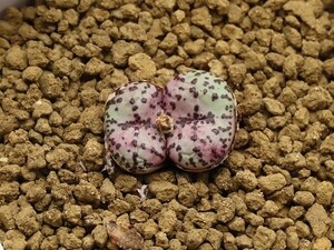 ■[W121]picturatum H.白肌【多肉植物　Conophytum　コノフィツム】