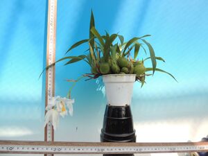 T♪洋蘭　Coelogyne cristata　　 花芽付き　　 　 洋ラン