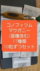 コノフィツム　マウガニー　種子17種類　10粒ずつセット