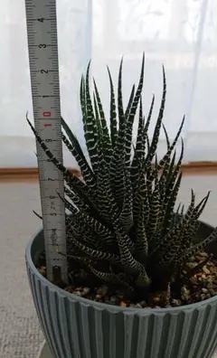 多肉植物 約20cm グレー鉢 子株付き