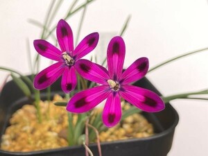 【種子】ロムレア ハンタメンシス (Romulea hantamensis)