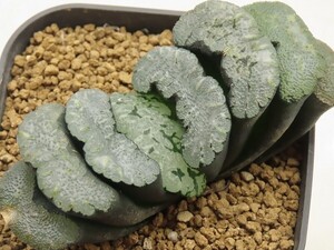 ■[W030]海蛍【多肉植物　Haworthia　ハオルチア　ハオルシア】