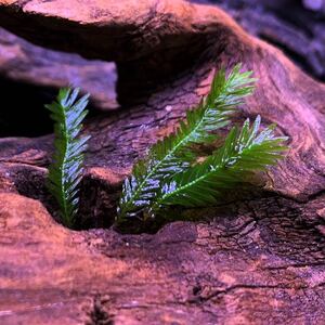 ホウオウゴケ 40本 【ウォーターフェザー/苔リウム】