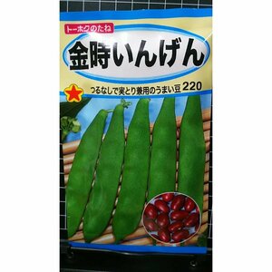 ３袋セット つるなし 金時 インゲン 種 郵便は送料無料