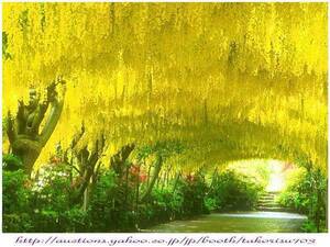 激レア！！■優美な耐寒シャワーツリー！！■Golden chain 種子10粒！ Laburnum anagyroides　 γ **ц**　⑦