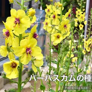 バーバスカム　花の種