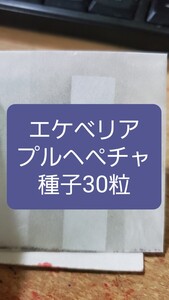 エケベリア　プルへペチャ　種子30粒