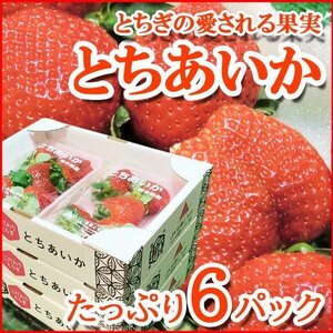 【Good】たっぷり6パック入り！大量3箱！栃木産オリジナル 新品種 いちご『とちあいか』ご予約