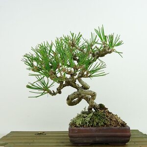 盆栽 松 黒松 樹高 約17cm くろまつ Pinus thunbergii クロマツ マツ科 常緑針葉樹 観賞用 小品 現品