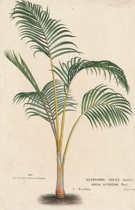 フランスアンティーク 博物画 植物画『HYOPHORBE　INDICA　ARECA　LUTESCENS』 多色刷り石版画　ボタニカルアート