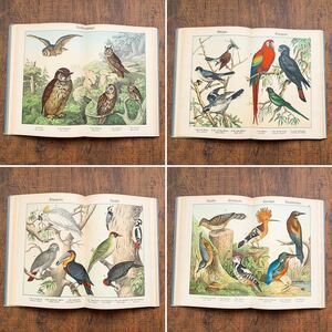 [美しいリトグラフ]ドイツの古い鳥類図鑑(Der Vogel 1800年代後半頃)/アンティーク ヴィンテージ ヨーロッパ 鳥図鑑 洋書 雰囲気◎/