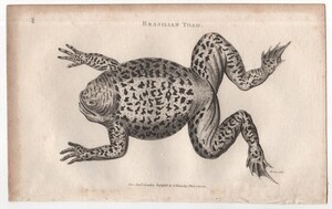 1802年 Shaw 銅版画 ヒキガエル科 ナンベイヒキガエル属 オオヒキガエル Brasilian Toad 博物画