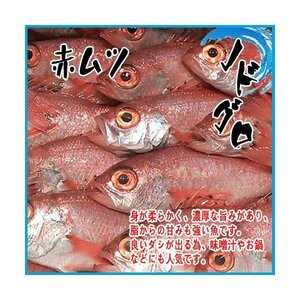 国産 生 ノドグロ　赤ムツ 約１kg アカムツ 赤むつ