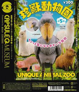 カプセルQ 珍獣動物園　【台紙】POP　海洋堂