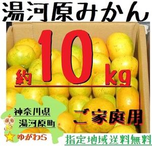 湯河原みかん 約10kg ご家庭用 温州みかん 青島みかん 大津みかん 訳あり サイズ不選別 神奈川県湯河原産 数量限定 みかん 約10㌔