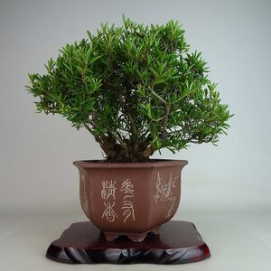 盆栽 皐月 雪中の松 樹高 約27cm さつき Rhododendron indicum サツキ 花物 ツツジ科 常緑樹 観賞用 現品