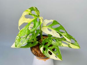 「18」Monstera Adansonii Variegata マドカズラ　斑入り　モンステラ アダンソニーバリエガータ　斑入り