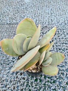 多肉植物　だるま神刀　7ハーフポット