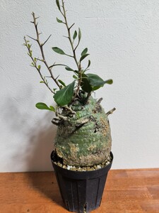 塊根植物 フォークイエリア コルムナリス 植物 