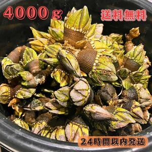 【送料無料】冷凍カメノテ4000ｇ　石鯛　イシガキダイ　黒鯛　コブダイ　釣り餌　かぶせ釣り