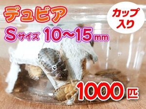 【送料無料】 デュビア Sサイズ 1.0～1.5cm 1000匹 カップ入り アルゼンチンモリゴキブリ 肉食熱帯魚 爬虫類 両生類 [3551:broad]