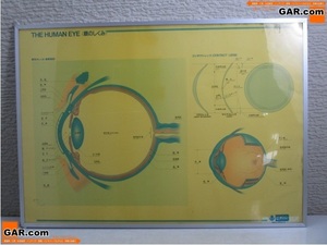 GP10 ニチコン THE HUMAN EYE/眼の仕組み パネル 約60.5cm×86cm