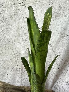 【現品】ビルベルギア・トンプライ ロリケット Billbergia Toneprai Lorikect