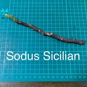 Sodus Sicilian穂木　イチジク穂木 いちじく穂木 