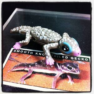 FIG-ken1894 ＹＯＷiＥ ヤウイ 1-30 Smooth Knob-Tailed Gecko