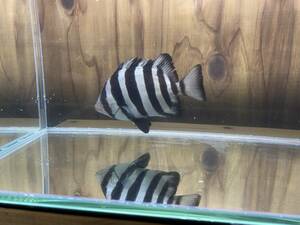 丹後の天然近海 海水魚 飼ってみませんか？ イシダイ １匹 １６～１７cm程度 餌付け トリートメント済　死着保障あり