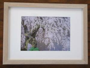 人気★中島千波★【九重桜】画集から新品マット合わせ額装