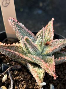 Aloe hybrid ② アロエ ハイブリッド 実生 多肉植物