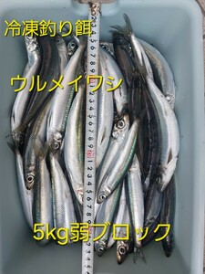 冷凍釣り餌ウルメイワシ5キロ弱ブロック!!!少しお値下げします!!!