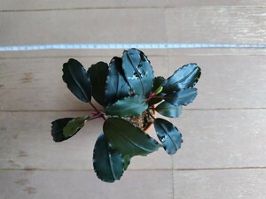 Bucephalandra sp. Nanga Taman [TB便] ブセファランドラ ナンガ タマン　水上葉　　大株