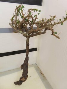 4178 「多肉植物」サルコカウロン バンデリエティアエ 抜き苗 【最新到着・美株・Sarcocaulon vanderietiae】