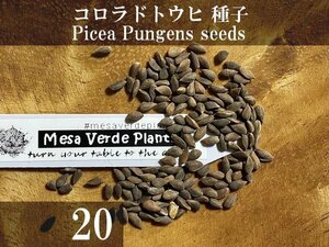 コロラドトウヒ 種子20粒+α Picea Pungens 20 seeds +α プンゲンストウヒ ブルースプルース
