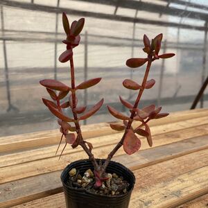 多肉植物 ☆静の舞☆カット苗☆1カット☆真っ赤に紅葉します