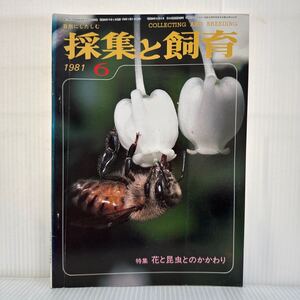 採集と飼育 1981年6月号★特集 花と昆虫とのかかわり/ドウダンツツジとヨウシュミツバチ/アオハダトンボの配偶行動/自然にしたしむ