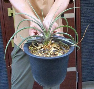 【現品】デッキア・エステベシー　DYCKIA ESTEVESII　5号　ｊ８番